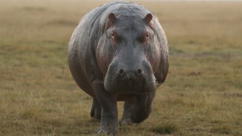 Furious Hippo Chases And Bites Safari Vehicle As It Speeds Off In Panic (Video)