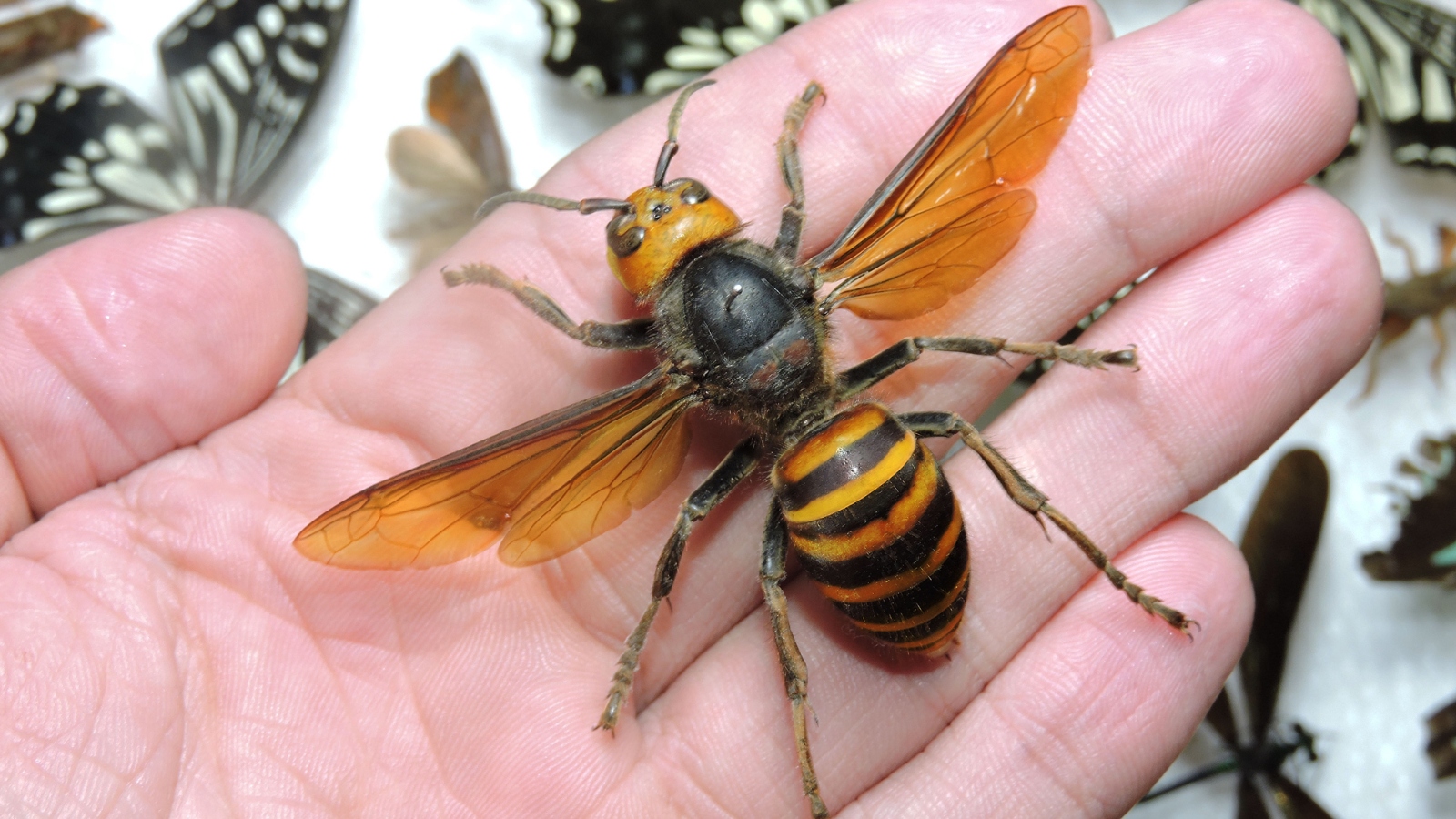 The 'Murder Hornet' Has Been Eradicated From The US, For Now