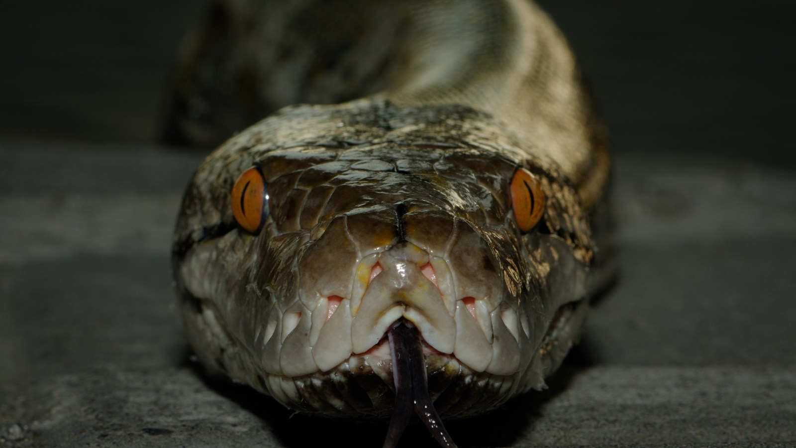 Python In Thailand Floodwaters Is Largest Snake We've Ever Seen
