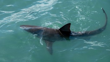 Aussie Surfer Recalls Fighting Off 10ft Shark That Took A Bite Out Of His Board: ‘I Hit It A Few Times’