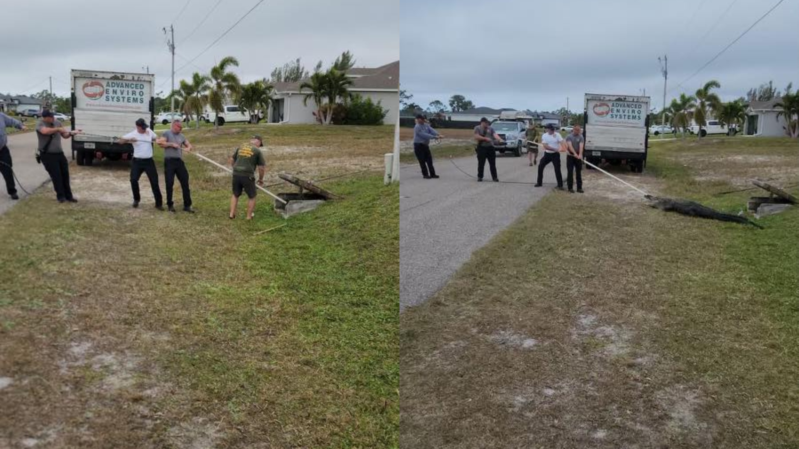 Massive 10ft Florida Alligator Trapped In A Storm Drain Is Rescued