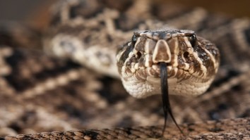 Florida Wildlife Influencer Bitten By Rattlesnake Required 88 Vials Of Anti-Venom: ‘Welp, I’m Cooked’