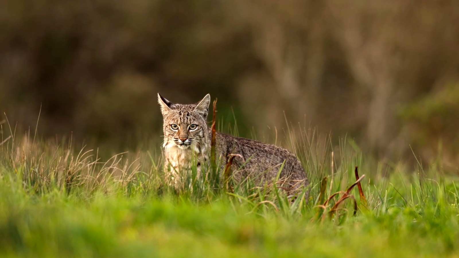 Florida bobcat lurking in the grass