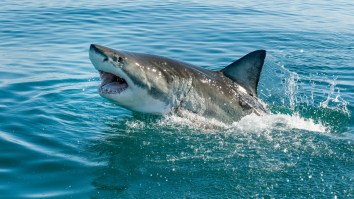 Florida Fishermen Blown Away After Catching (And Releasing) A Great White Shark On The Beach