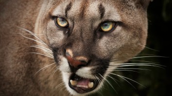 Hidden Mountain Lion Surprises Family That Was Just Chilling In A Jacuzzi