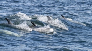 California Super Pod Of 1,500+ Risso’s Dolphins Spotted Off Monterey In A Stunning Display Of Nature