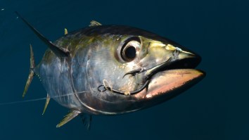 New Zealand Fisherman Catches Record Yellowfin Tuna While Fishing From Land