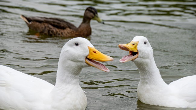 Group of ducks quacking