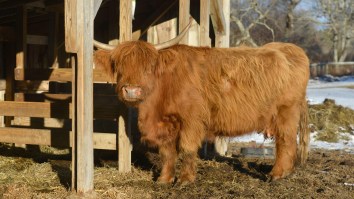 Adorable Scottish Highland Cow Terrorizes Connecticut Town For Days After Escaping Home