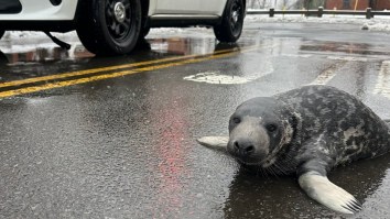 Connecticut Officials Puzzled After Baby Seal Discovered In The Middle Of A City Street