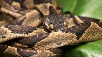 New Hampshire Grocery Store Finds Venomous Snake From Ecuador Hiding Inside Banana Shipment