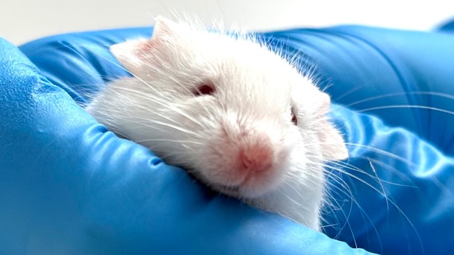 experimental mouse on a laboratory researchers hand