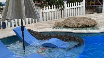 Florida Wildlife Officers Called In To Remove A Huge Saltwater Crocodile From A Swimming Pool