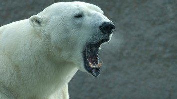 Man Coming Face-To-Face With A Polar Bear In The Russian Arctic Goes Viral (Video)