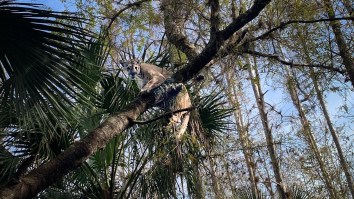 Heaviest Florida Panther Ever Recorded Captured By Wildlife Biologists Who Fit It With A GPS Collar