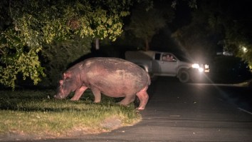 Hippos Take Over Main Street In A South African Town As Onlookers Watch In Stunned Silence