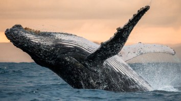 Kayaker Swallowed And Spit Out By Humpback Whale During Scary Moment Filmed Off Chilean Coast