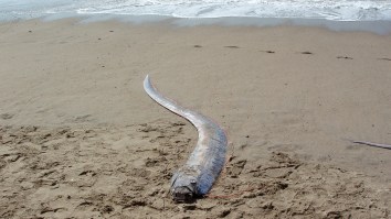 Rarely-Seen ‘Doomsday Fish’ Known As Omen Of Impending Disasters Appears In Mexico