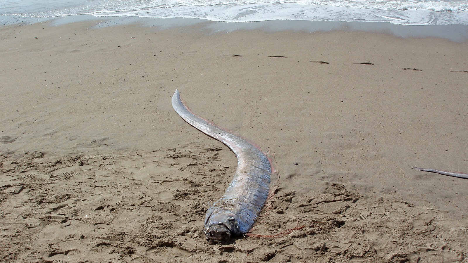'Doomsday Fish' Linked To Disaster Appears In Mexico