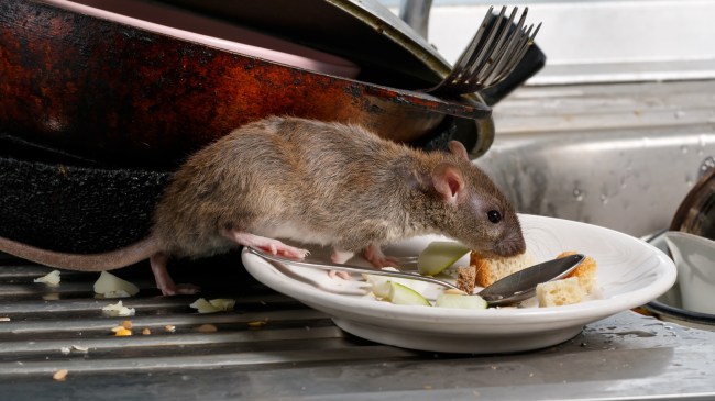 rat sniff leftovers on a plate in sink