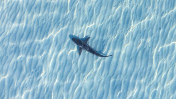 Tourist Has Both Hands Bitten Off In Shark Attack After Trying To Pose For A Photo In Turks & Caicos