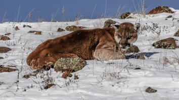 Yellowstone Hikers In Wyoming Spot 2 Mountain Lions Traveling Together In Ultra-Rare Encounter