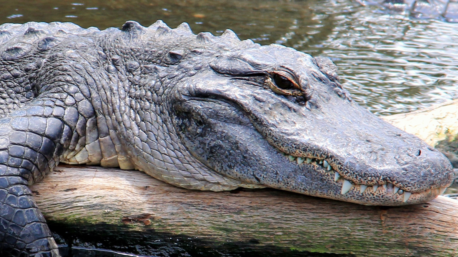 Detroit Woman Finds Alligator In Deceased Son's Bedroom
