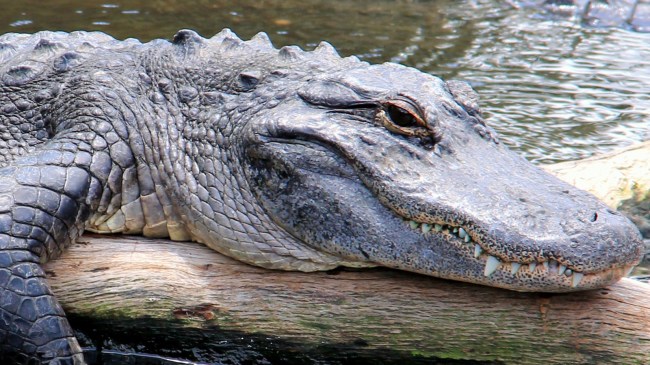 alligator on log