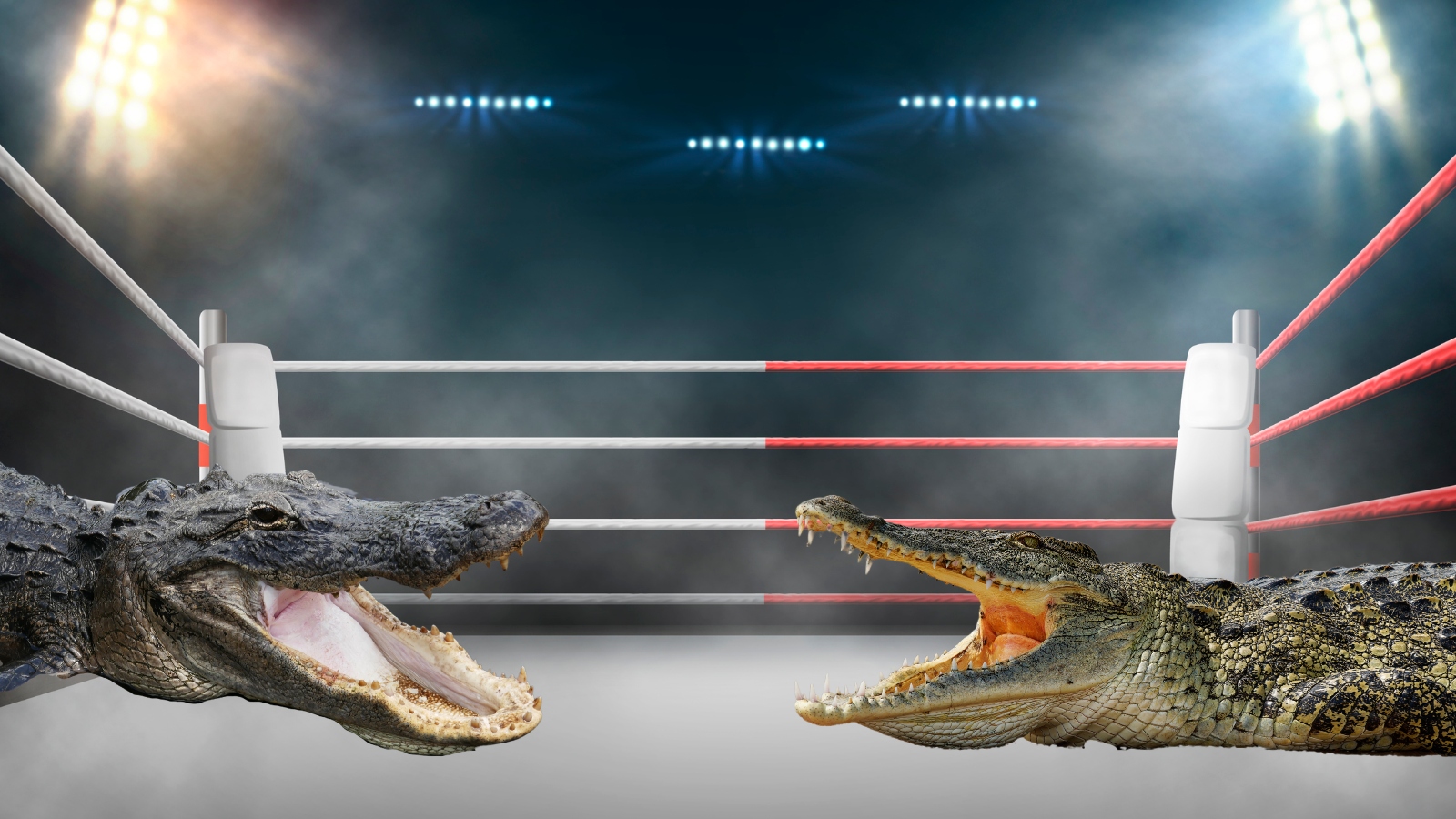 crocodile fighting an alligator in a boxing ring