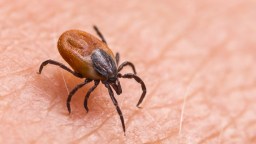 CDC Studies In Washington And Maine Find Rare Meat Allergy Now Linked To Tick Bites From Two More Species