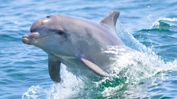 New Zealand Fishermen Stage Rescue Mission After 900-Pound Dolphin Leaps Into Their Boat (Video)