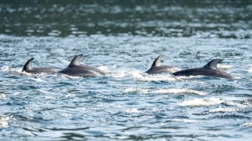 B.C. Man Surrounded By Hundreds Of Dolphins While Riding An Electric Foil That Mesmerized The Curious Creatures