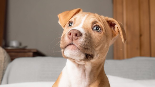 pitbull puppy looking at something