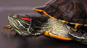 red-ear slider turtle