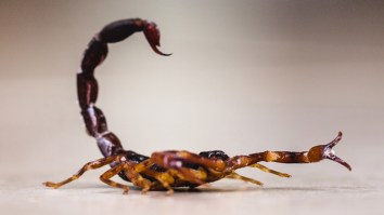 New Fear Unlocked: Woman Stung By Scorpion While Retrieving Luggage At Boston Airport