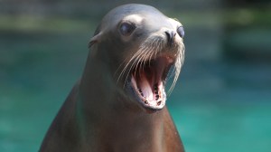 sea lion