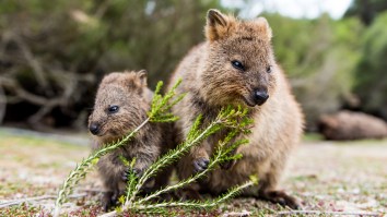 Influencer Under Fire For Snatching Baby Wombat From Its Mother For Clout During Trip To Australia