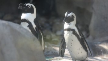 United States Accidentally Places Tariffs On Penguins That They Most Certainly Cannot Pay
