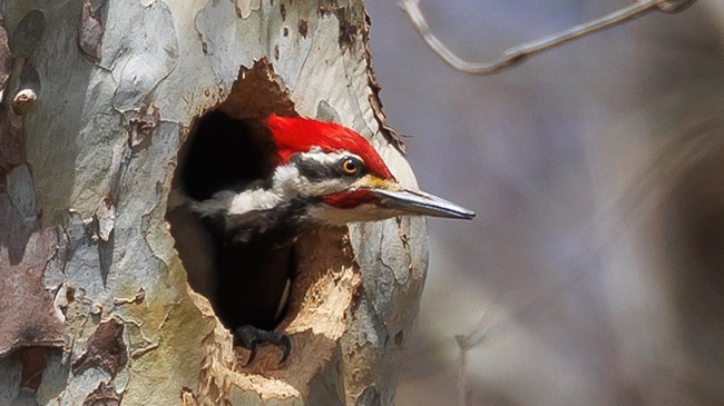Pileated-woodpecker
