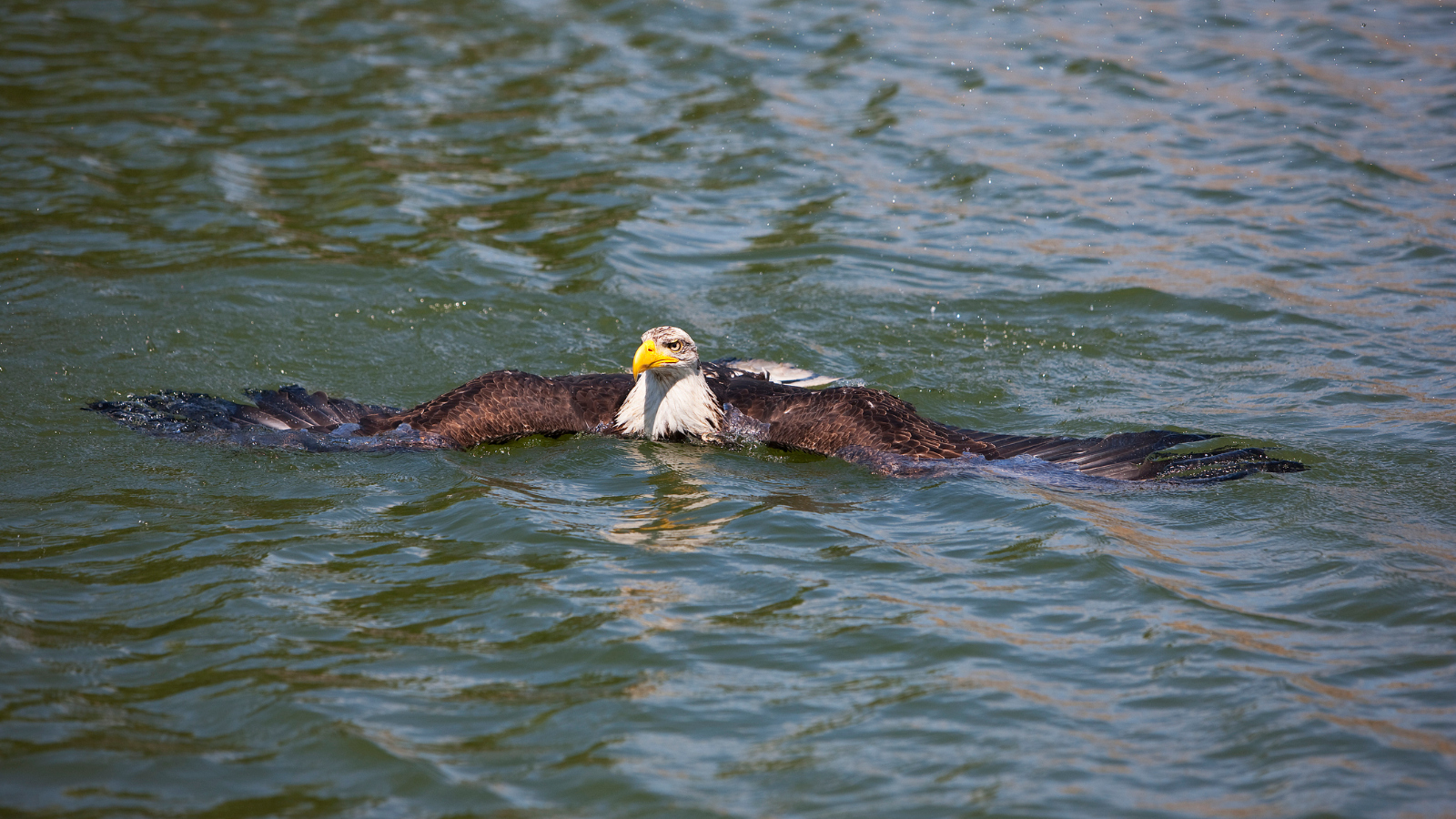 bald eagle swimming in a lake