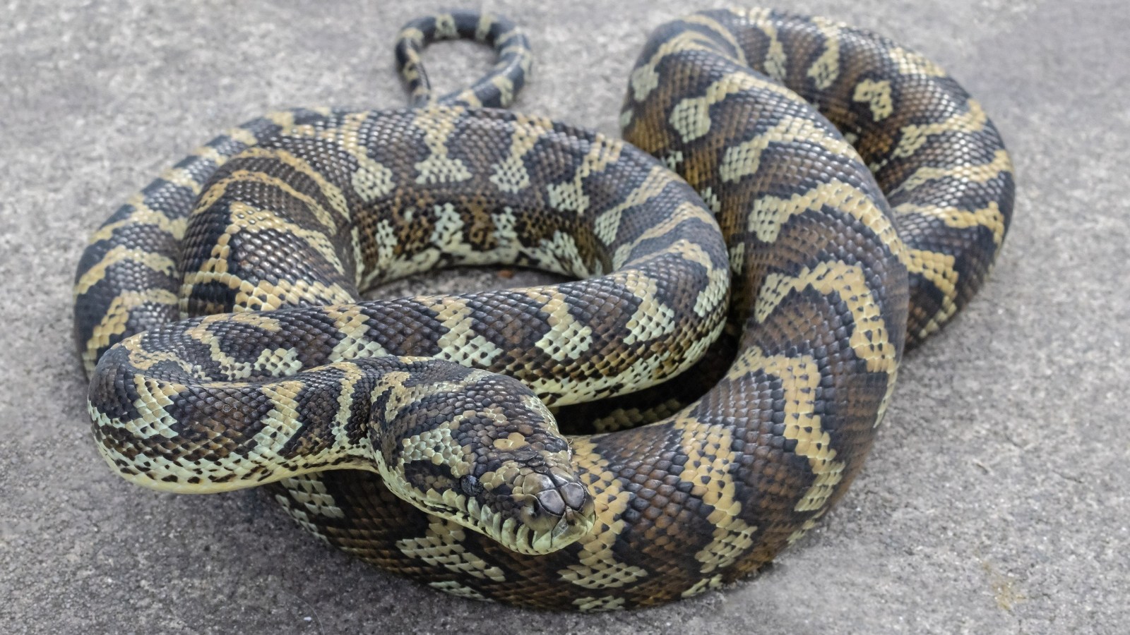 Snake Wrangler Captures Python Moments Before It Ate Pet Bird