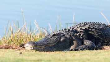 Absolute Dinosaur Of An Alligator Struts Across The Kiawah Ocean Course Like it Owns The Place (It Does)