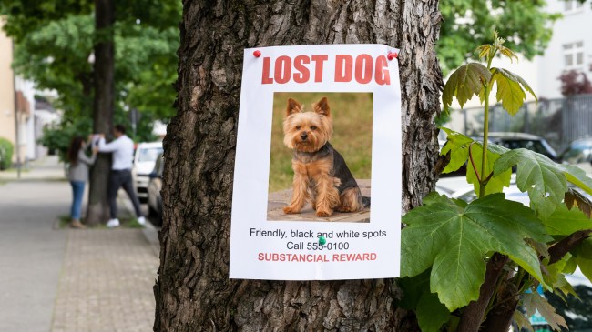 lost dog poster