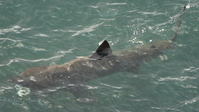 basking shark
