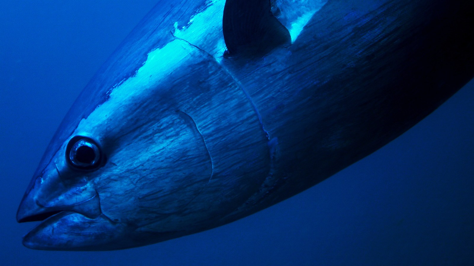Texas Fisherman Lands Record-Setting 884-Pound Bluefin Tuna