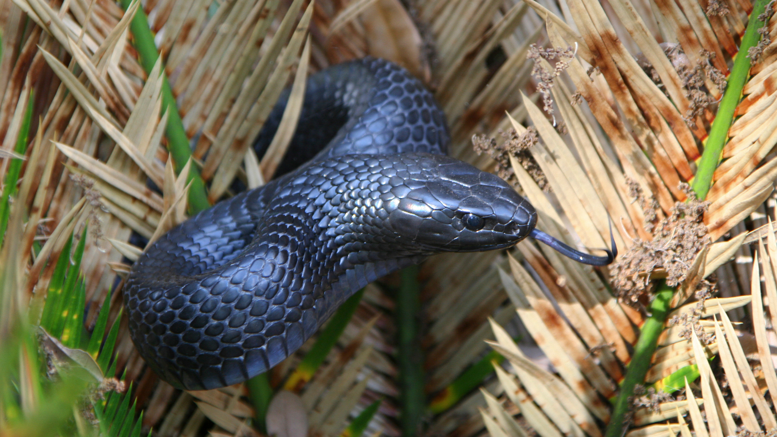large Easter indigo snake in Florirda