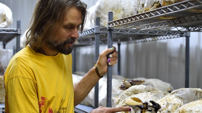 Jake Plummer mushroom farm