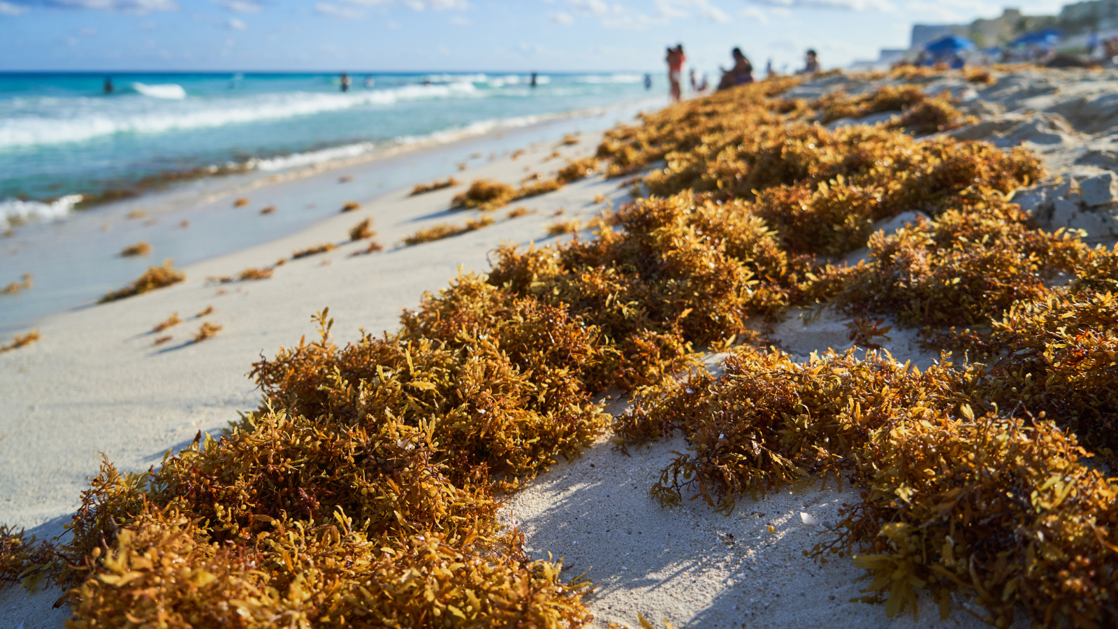 sargassum seaweed on beach in Florida