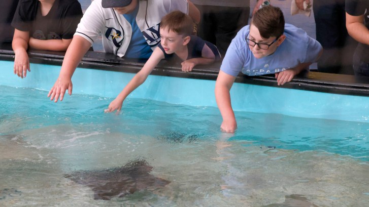 stingray touch tank at Tropicana Field in St. Pete, Florida