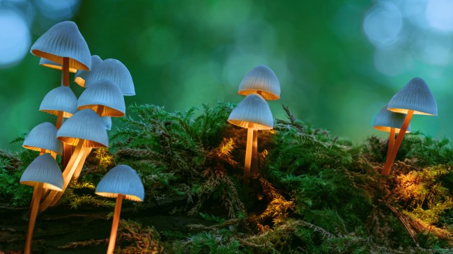 Mushrooms growing on log